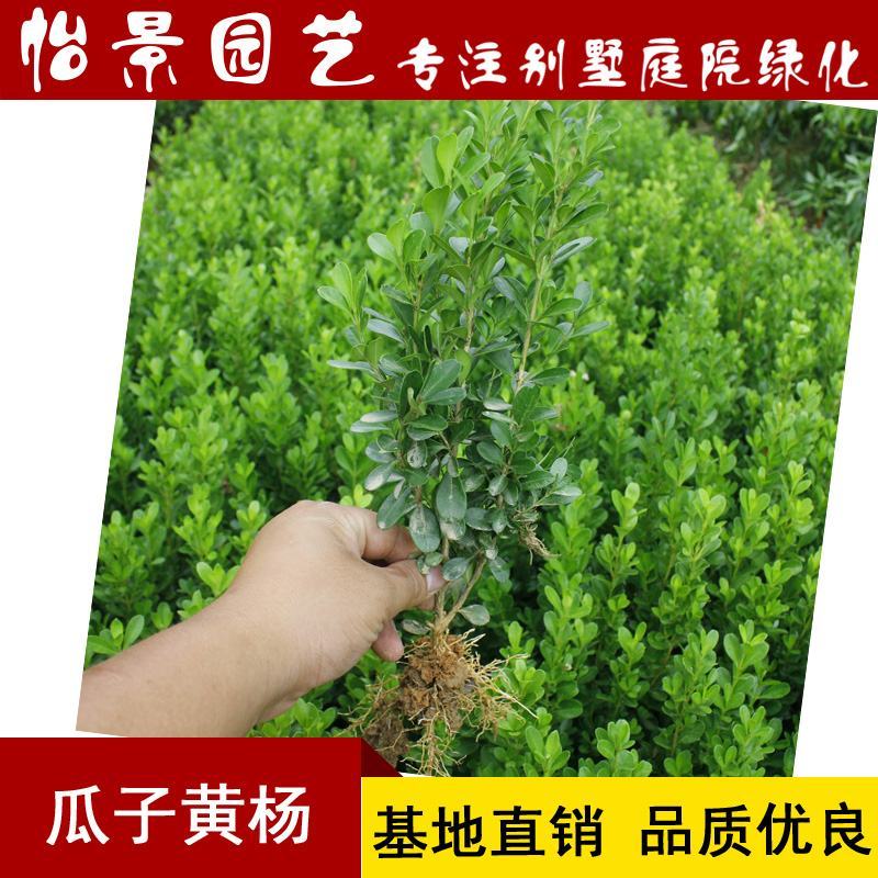 瓜子黄杨苗小叶黄杨苗雀舌黄杨庭院园林绿化树工程苗木