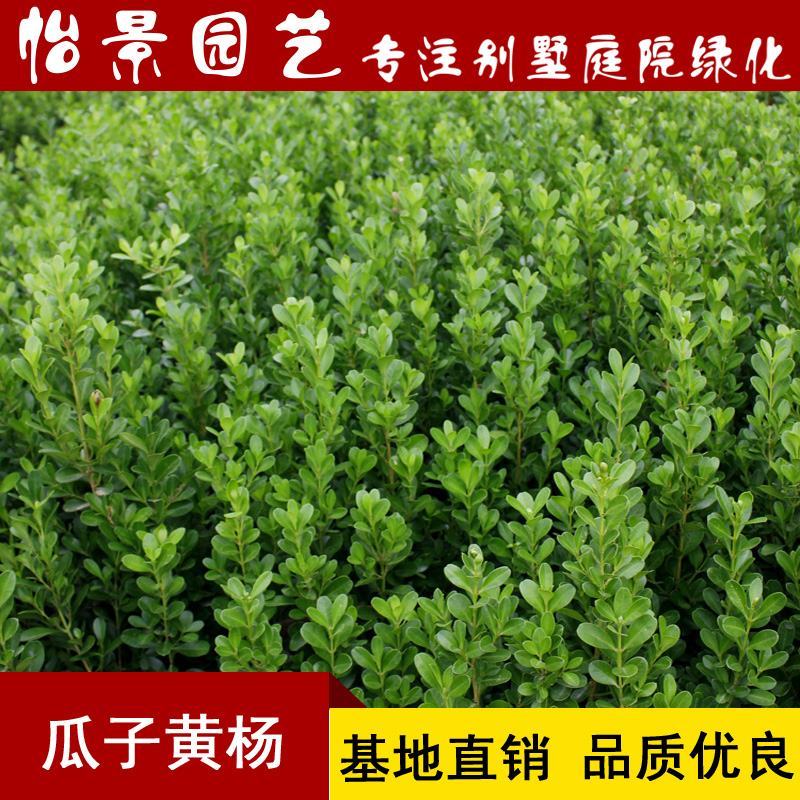 瓜子黄杨苗小叶黄杨苗雀舌黄杨庭院园林绿化树工程苗木