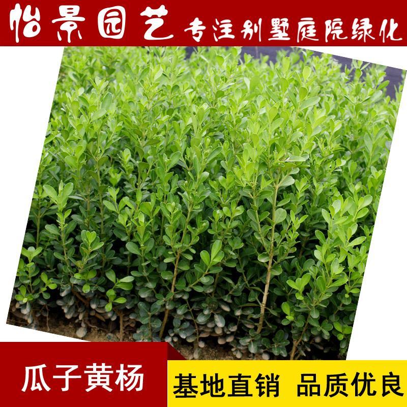 瓜子黄杨苗小叶黄杨苗雀舌黄杨庭院园林绿化树工程苗木