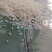 龙江代办大豆玉米水稻大米
