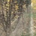 大量供应紫叶李678樱花一手货源
