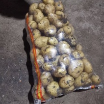 出售兴佳荷兰黄金薯