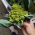 沙拉菜西菜牛油生菜奶油生菜波士顿奶油生菜