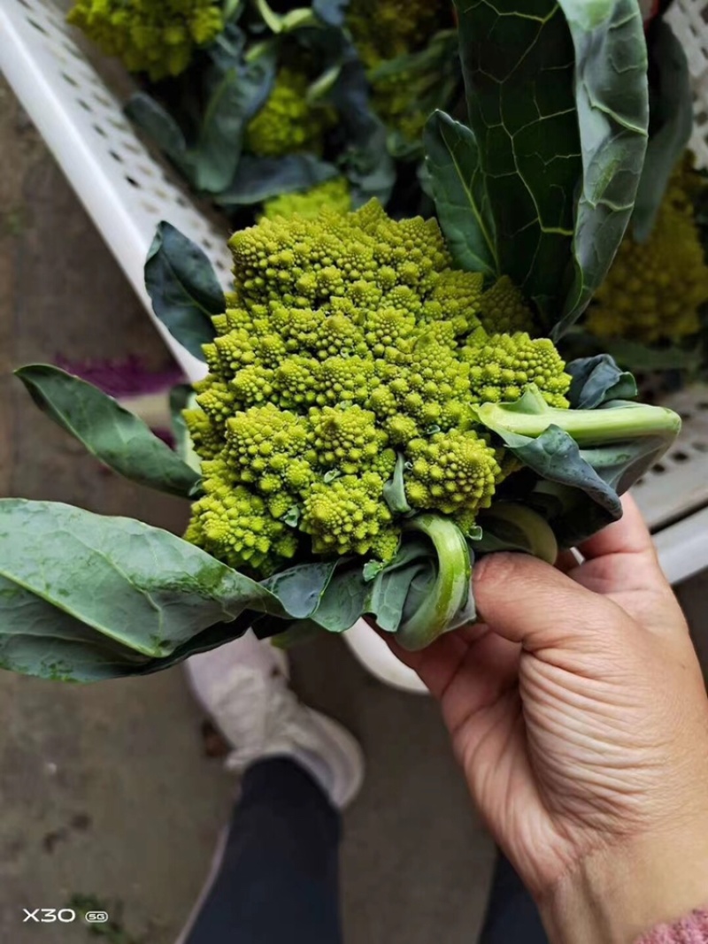 沙拉菜西菜牛油生菜奶油生菜波士顿奶油生菜