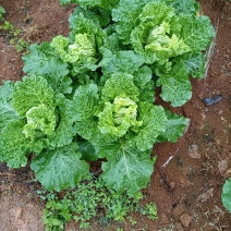 贵州高山麻叶菜帝王菜