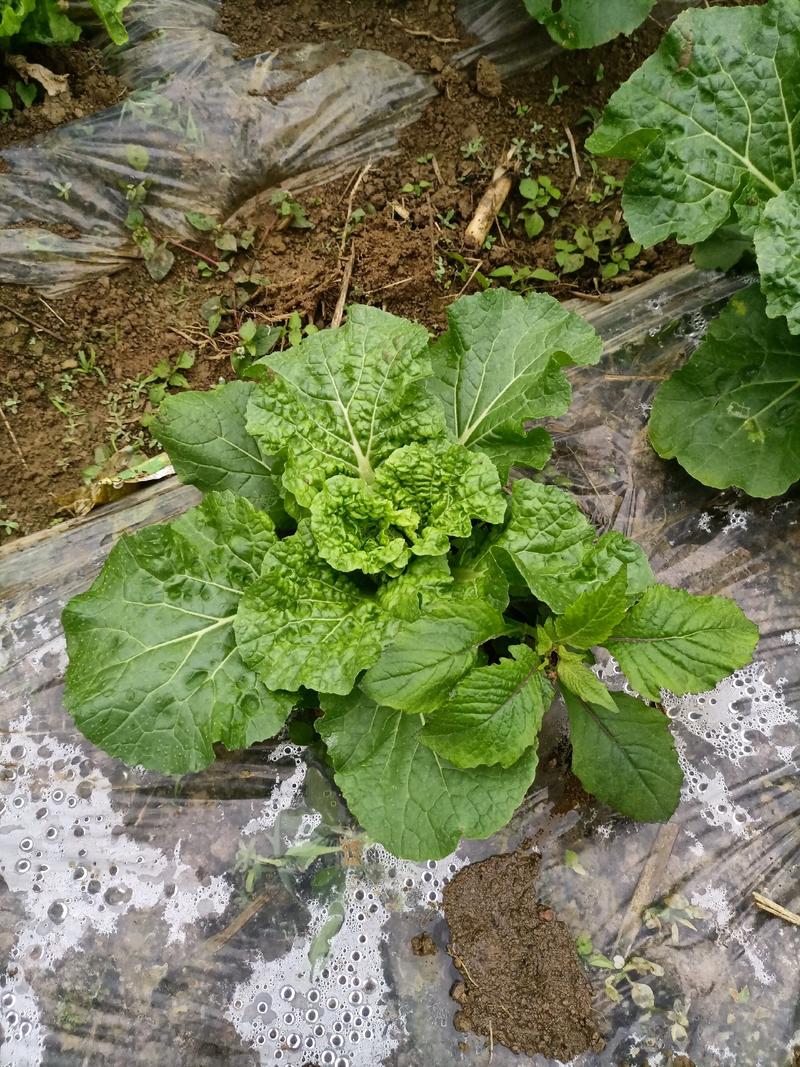 贵州高山麻叶菜帝王菜