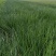 二红洋葱包回收免费技术指导成活率高《亿通果蔬育苗基地》