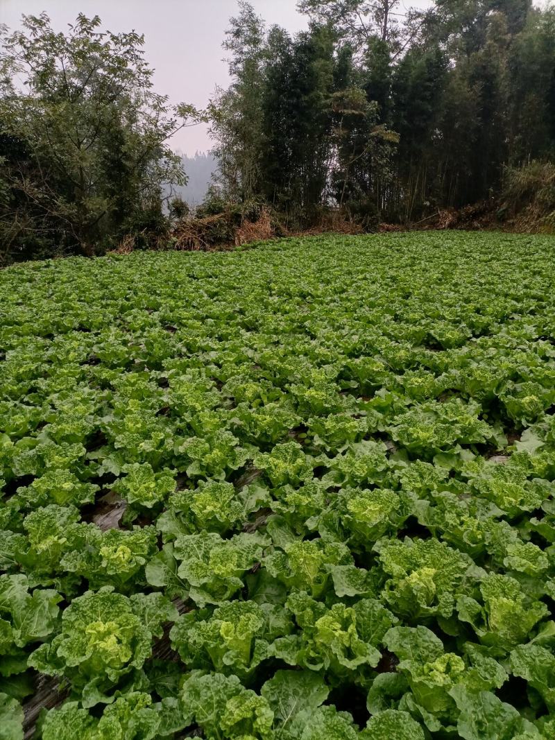 贵州高山麻叶菜帝王菜