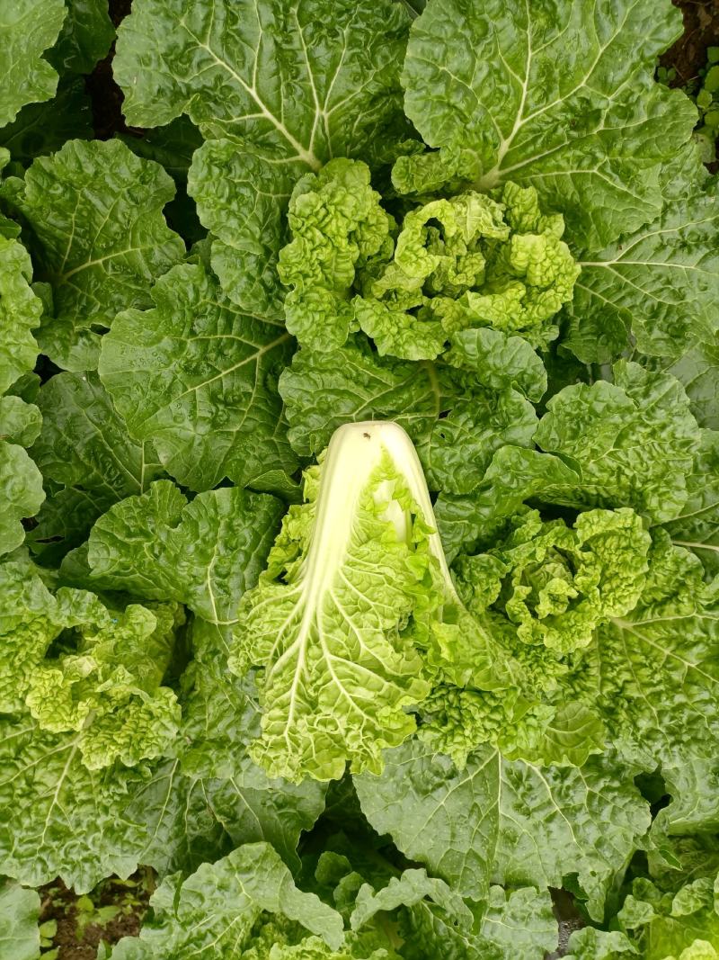 贵州高山麻叶菜帝王菜