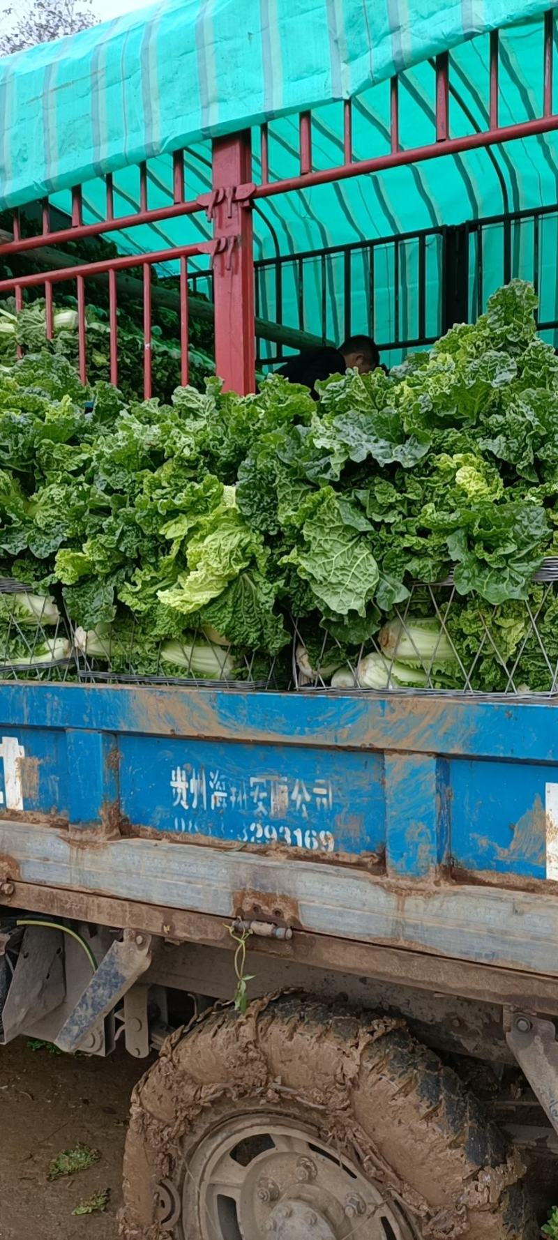 贵州高山麻叶菜帝王菜口感非常棒含水量小找长期合作的老板