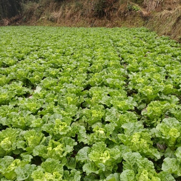贵州高山麻叶菜帝王菜口感非常棒含水量小找长期合作的老板