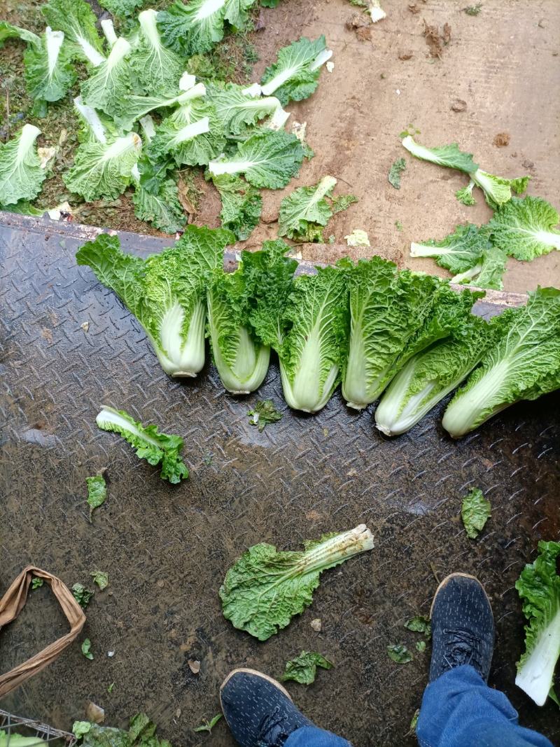 贵州高山麻叶菜帝王菜口感非常棒含水量小找长期合作的老板