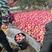 河北省唐山市乐亭县有红富士苹果几千亩地，苹果颜色，果面亮
