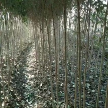 大叶冬青树(女贞)