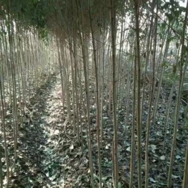 大叶冬青树(女贞)