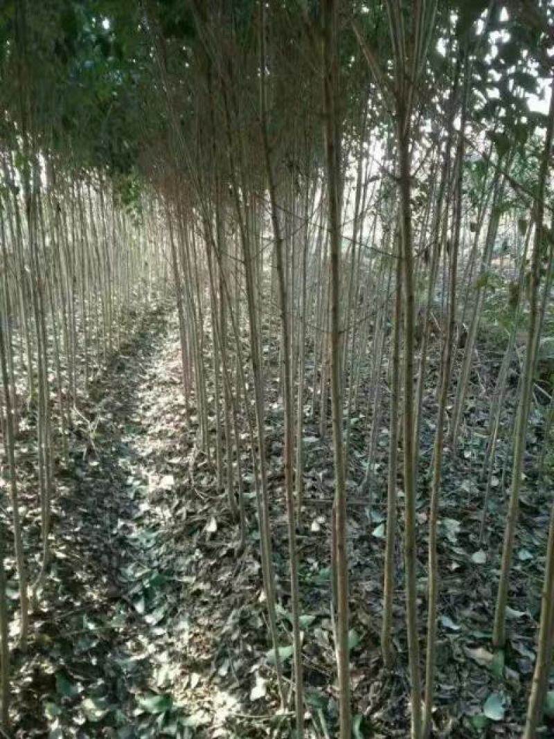 大叶冬青树(女贞)