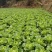 贵州高山麻叶菜帝王菜口感非常棒含水量小找长期合作的老板