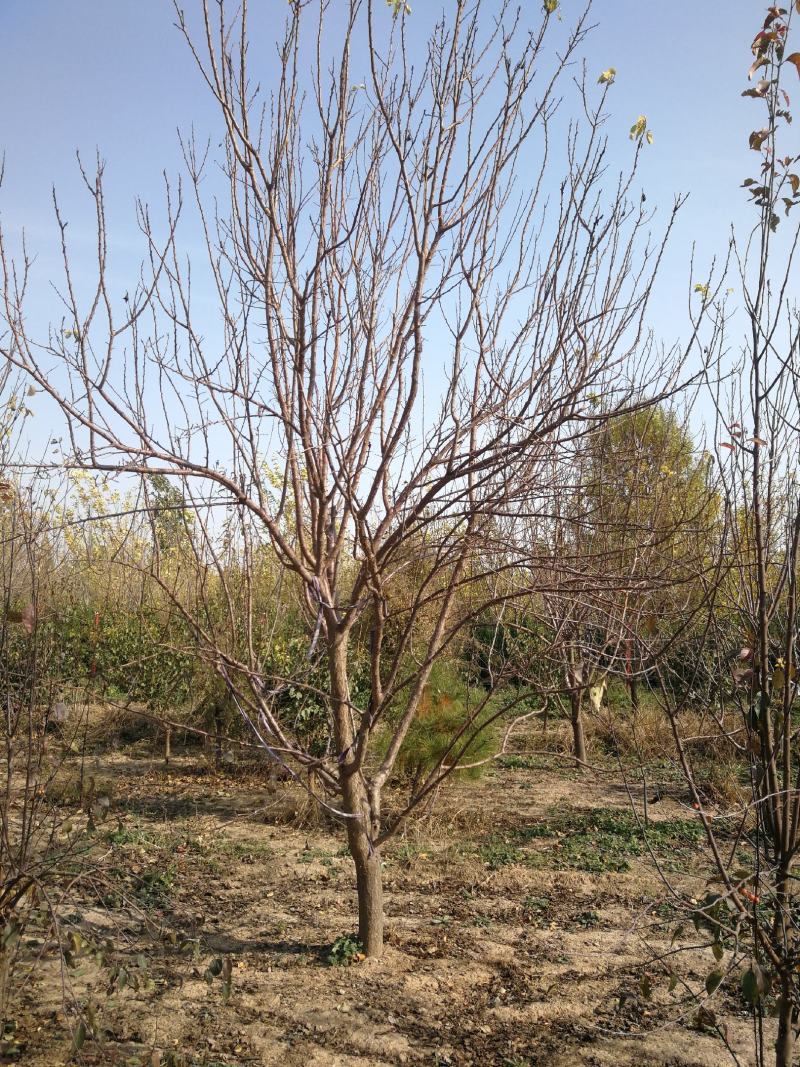 果树基地直销大量杏树，山杏树，品种杏树，等