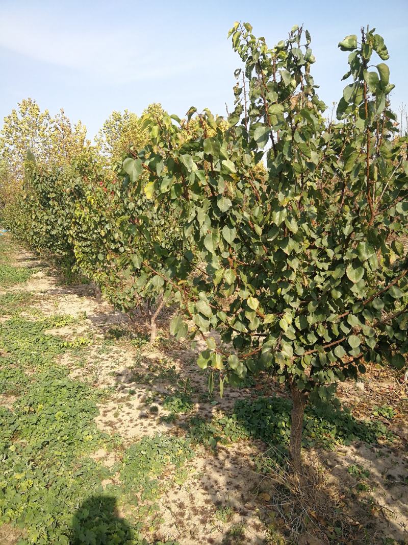 果树基地直销大量杏树，山杏树，品种杏树，等