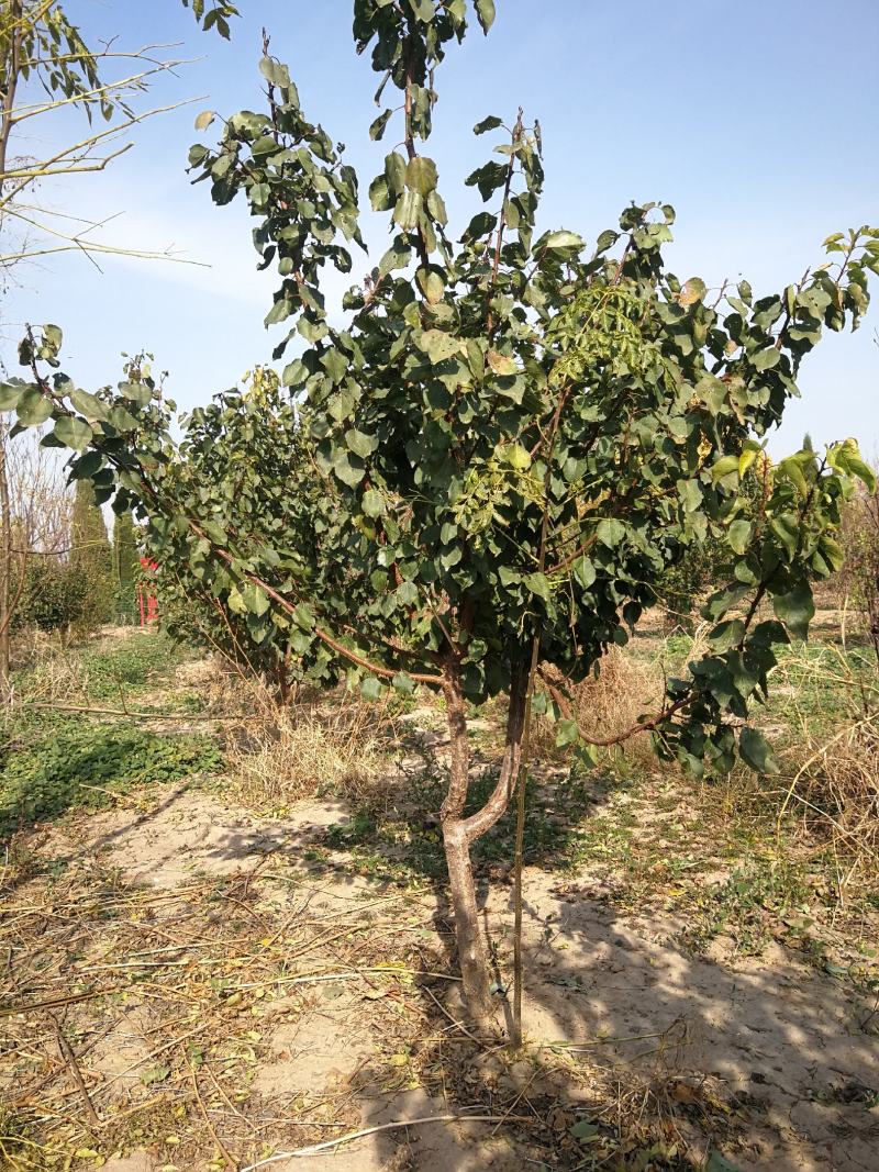 果树基地直销大量杏树，山杏树，品种杏树，等