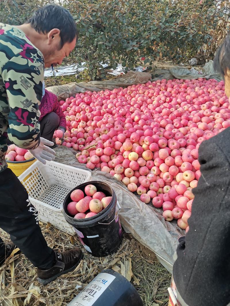 河北省唐山市乐亭县有红富士苹果几千亩地，苹果颜色，果面亮