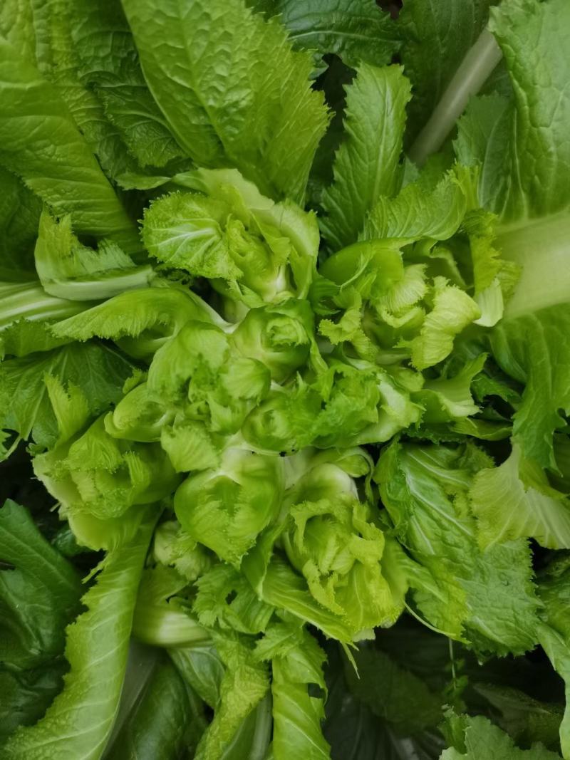 儿菜娃娃菜大心子出净货货源充足青秀个大