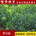 罗汉松苗雀舌罗汉松小叶罗汉松造型盆栽庭院园林绿化树苗
