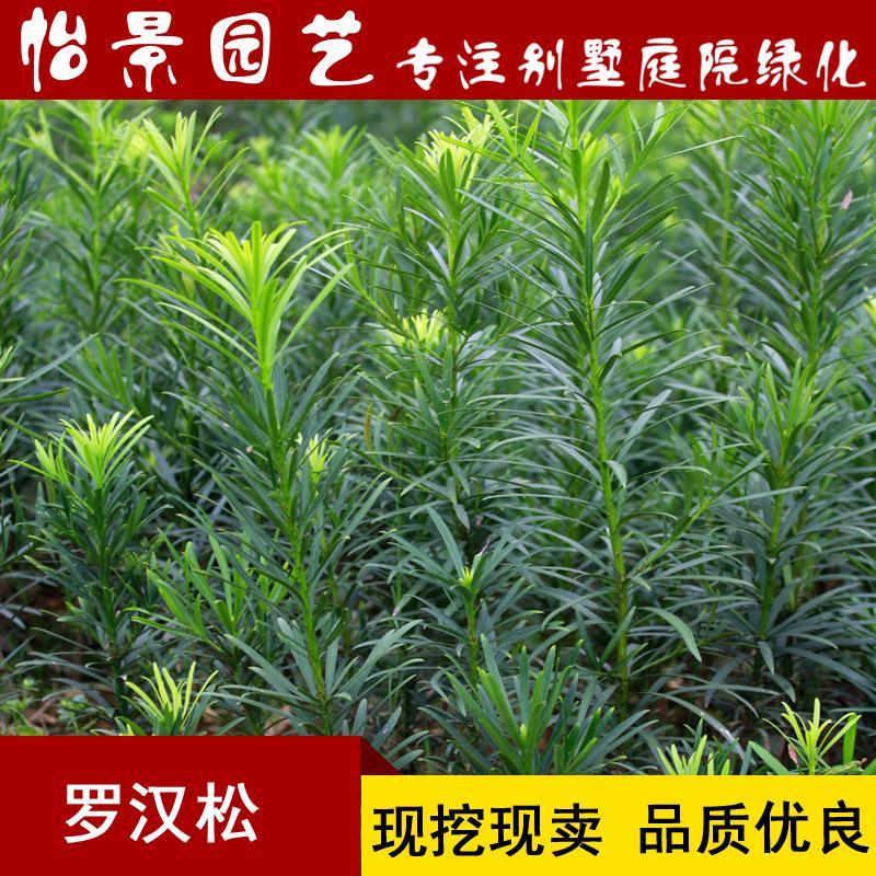 罗汉松苗雀舌罗汉松小叶罗汉松造型盆栽庭院园林绿化树苗