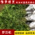 罗汉松苗雀舌罗汉松小叶罗汉松造型盆栽庭院园林绿化树苗