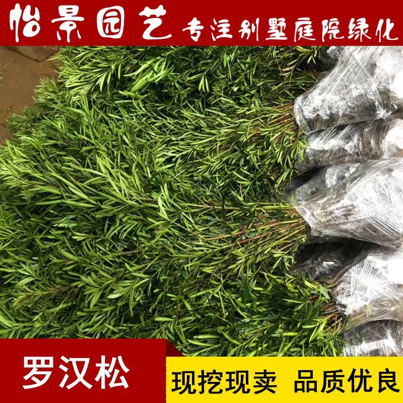 罗汉松苗雀舌罗汉松小叶罗汉松造型盆栽庭院园林绿化树苗