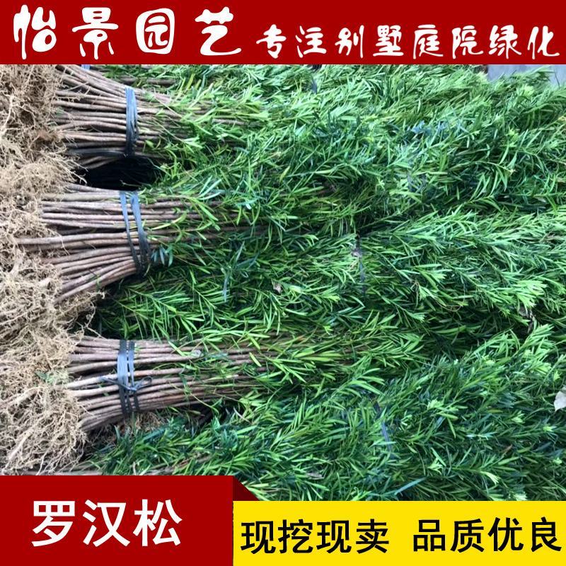 罗汉松苗雀舌罗汉松小叶罗汉松造型盆栽庭院园林绿化树苗