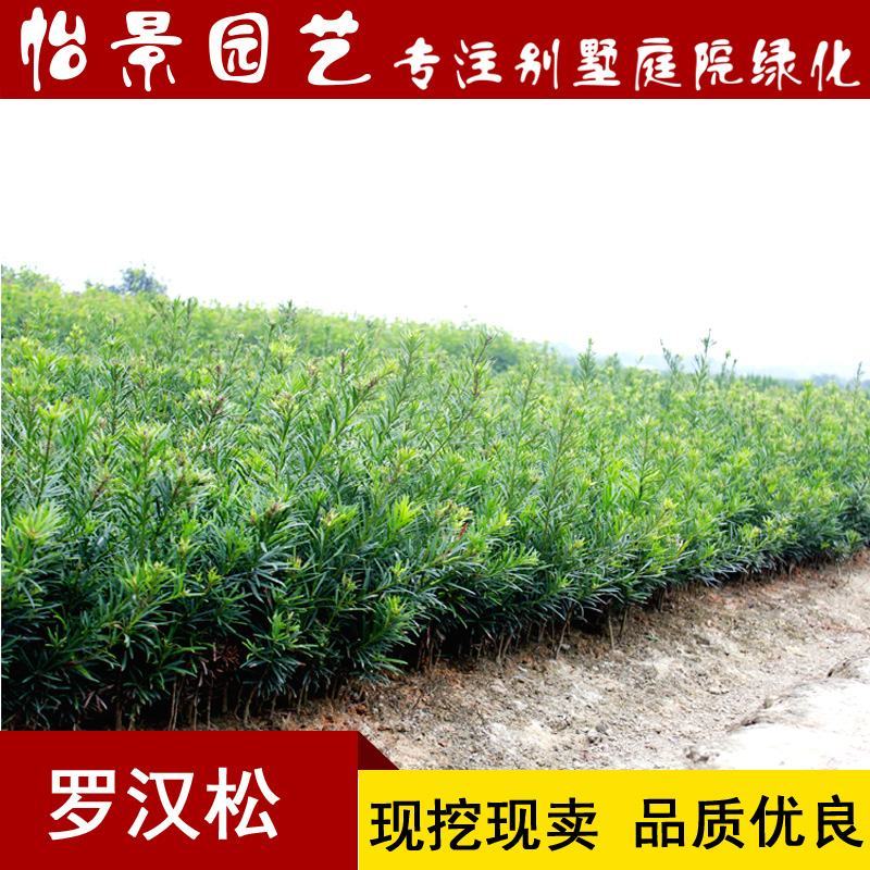 罗汉松苗雀舌罗汉松小叶罗汉松造型盆栽庭院园林绿化树苗