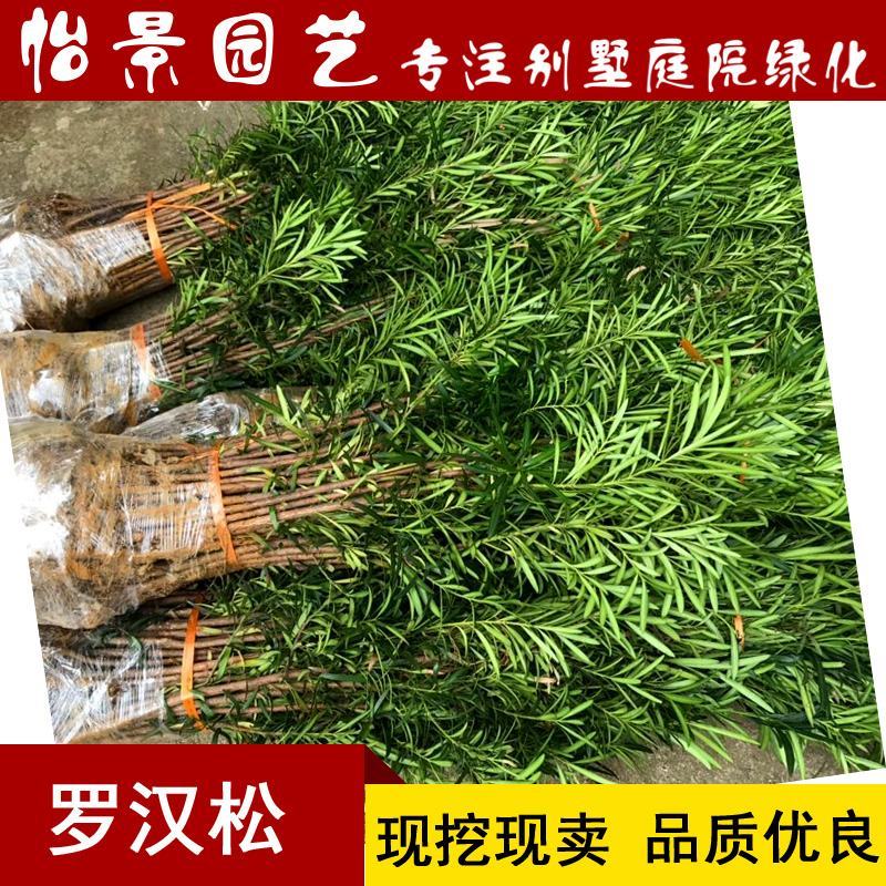 罗汉松苗雀舌罗汉松小叶罗汉松造型盆栽庭院园林绿化树苗