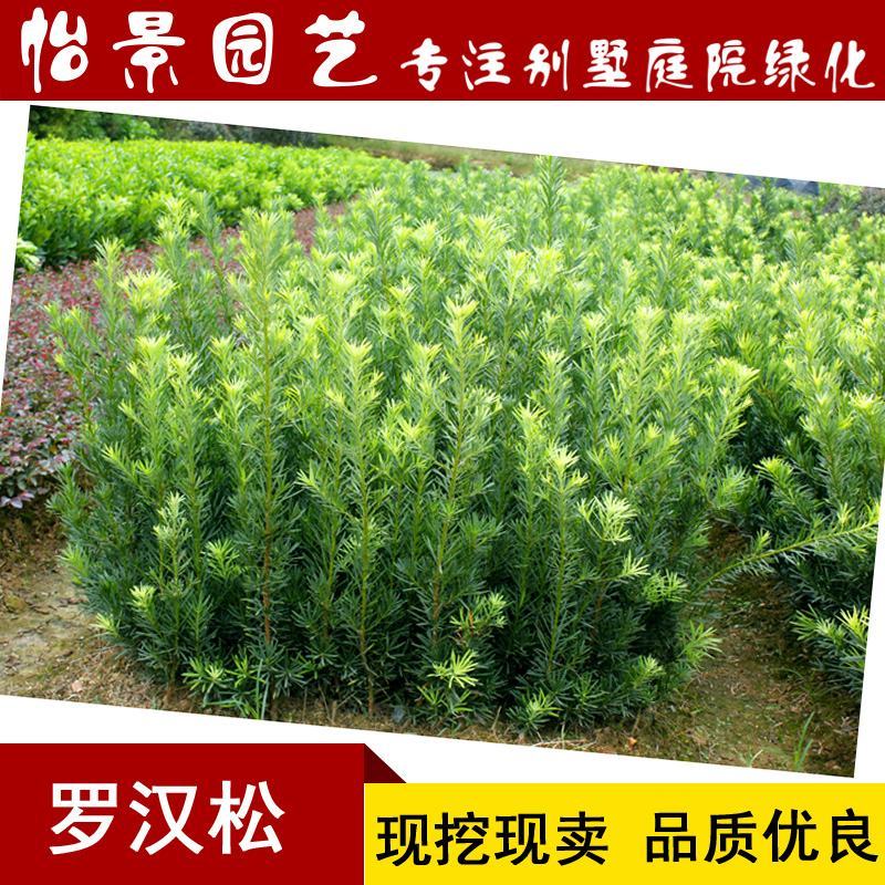 罗汉松苗雀舌罗汉松小叶罗汉松造型盆栽庭院园林绿化树苗