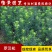 罗汉松苗雀舌罗汉松小叶罗汉松造型盆栽庭院园林绿化树苗