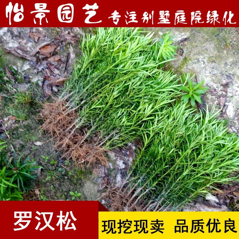 罗汉松苗雀舌罗汉松小叶罗汉松造型盆栽庭院园林绿化树苗