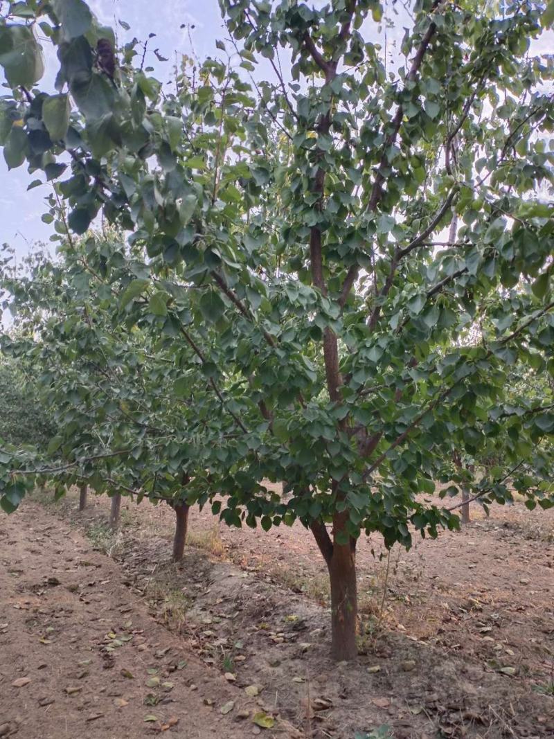 果树基地直销大量杏树，山杏树，品种杏树，等