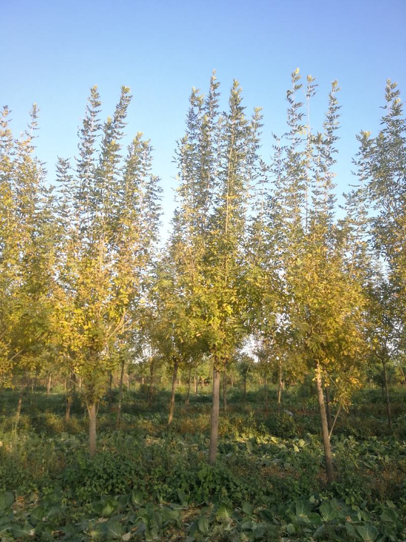 苗圃直供速生白蜡，发茂白蜡，原生速生白蜡
