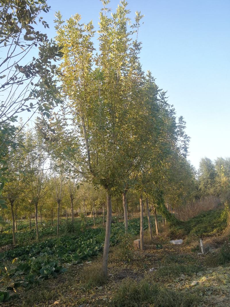 苗圃直供速生白蜡，发茂白蜡，原生速生白蜡