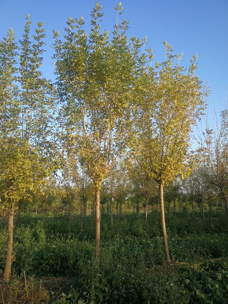 苗圃直供速生白蜡，发茂白蜡，原生速生白蜡