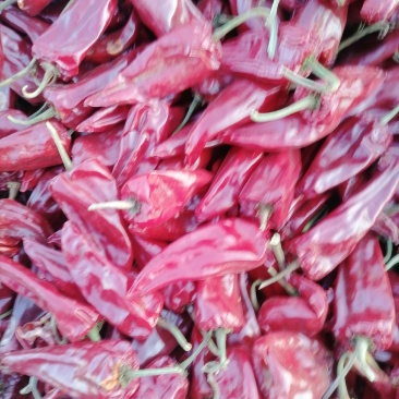 内蒙北京红干辣椒，花皮大量上市
