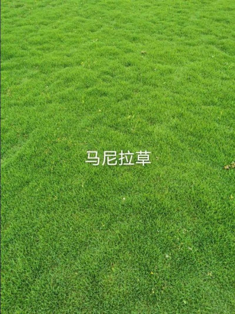 精品马尼拉草皮马尼拉草皮，绿化草皮，云南草皮，桂林草皮。