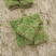 精品马尼拉草皮马尼拉草皮，绿化草皮，云南草皮，桂林草皮。