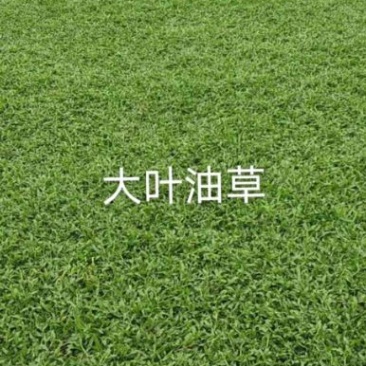 大叶油草皮，巴西地毯草，广西大叶油草，贺州大叶草