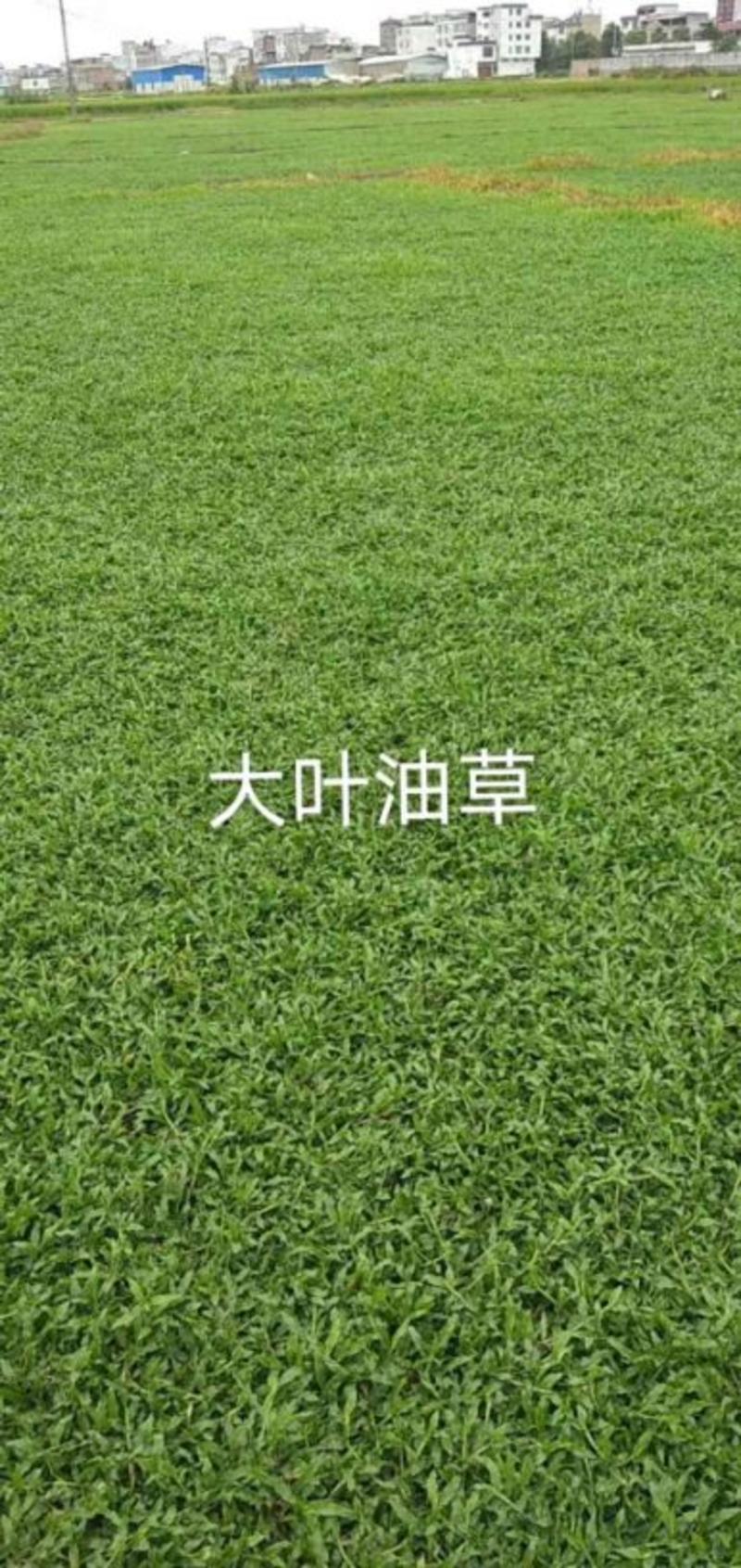 大叶油草皮，巴西地毯草，广西大叶油草，贺州大叶草