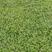 大叶油草皮，巴西地毯草，广西大叶油草，贺州大叶草