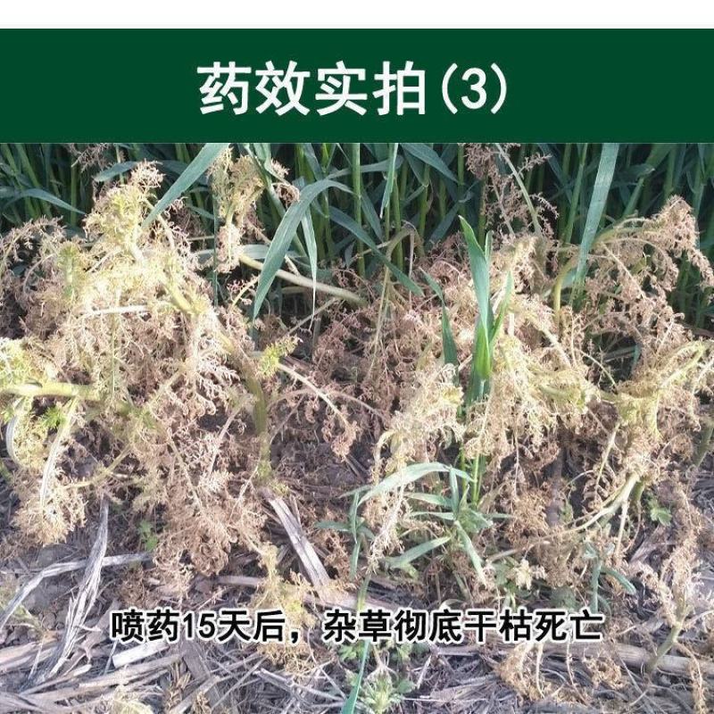 小麦田除阔叶杂草单剂5%双氟磺草胺15克单剂