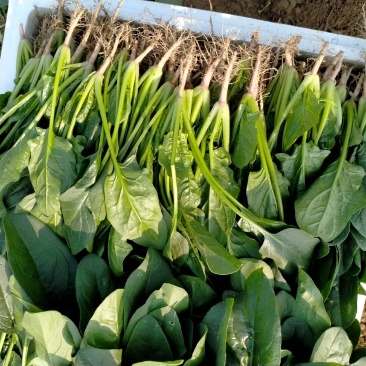 精品大棚菠菜、专业团队价格美丽