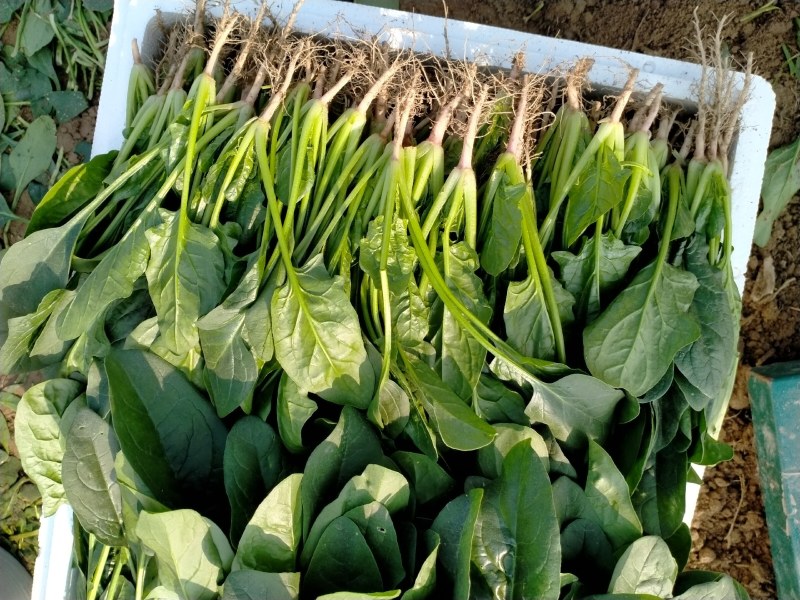 精品大棚菠菜、专业团队价格美丽
