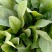 精品大棚菠菜、专业团队价格美丽